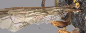Media type: image;   Entomology 13773 Aspect: Wing hind